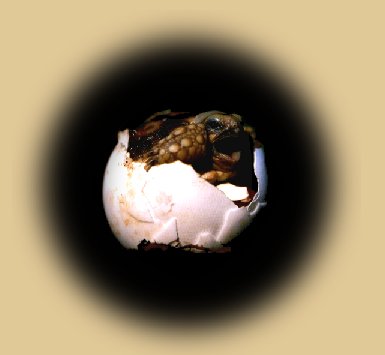 eclosion d'une geochelone