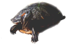 Trachemys scripta elegans
