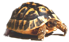Testudo Hermanni